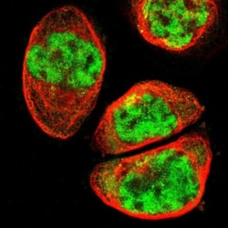 SYDE1 Antibody, Novus Biologicals 0.1mL; Unlabeled:Antibodies, Polyclonal